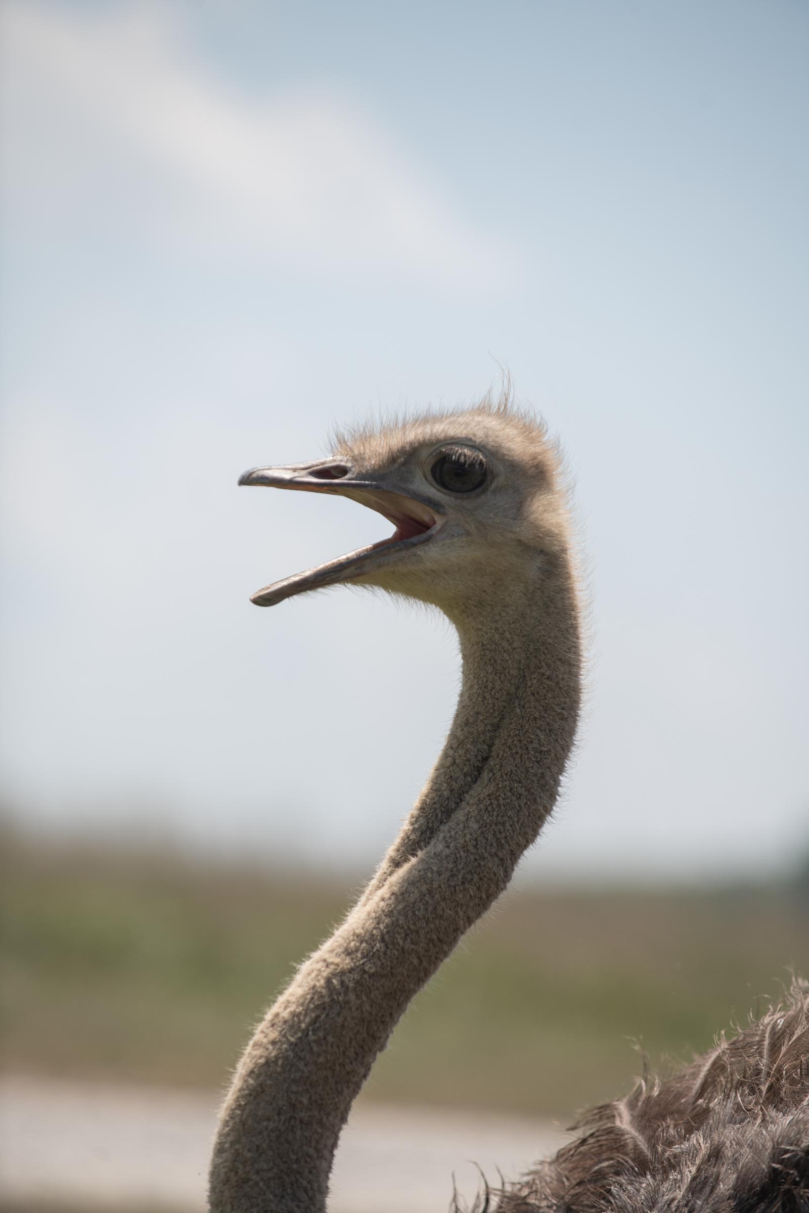 Ostrich | The Wilds